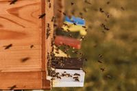 Reger Flugbetrieb von Honigbienen vor ihren Beuten