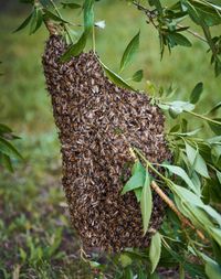 Ein Bienenschwarm hängt an einem Zweig