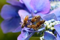Honigbienen trinken Wasser auf einem Hortensienblütenblatt